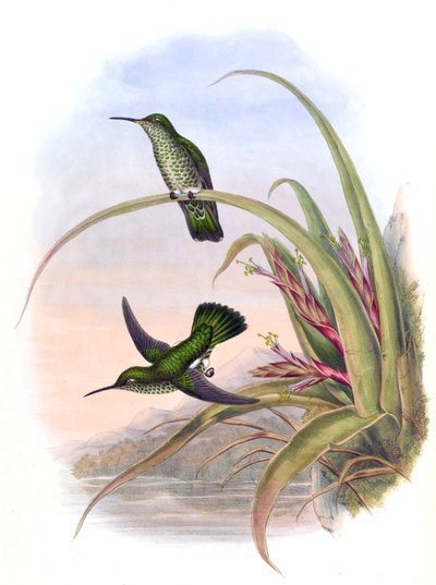 Aphantochroa hyposticta da John Gould